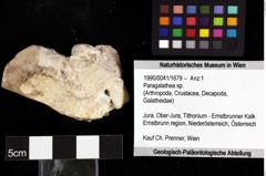 Foto (Objket + Etiketten) von Cycloprosopon sp. 